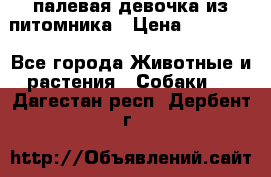 палевая девочка из питомника › Цена ­ 40 000 - Все города Животные и растения » Собаки   . Дагестан респ.,Дербент г.